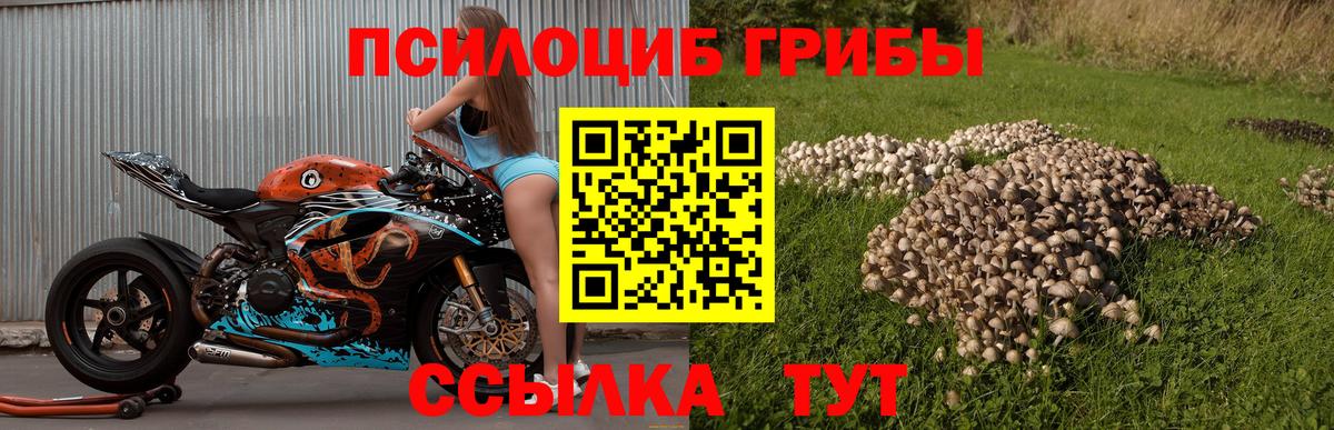 Псилоцибиновые грибы Cubensis Сунжа